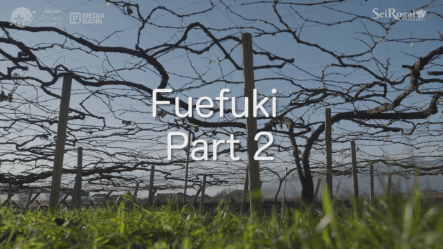 Fuefuki Part-2